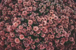 Google Pixel In Bloom Collection Vintage Pink Flowers Wallpaper