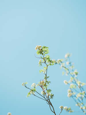 Google Pixel In Bloom Collection White Flowers Wallpaper