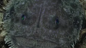 Goosefish Camouflage Master Wallpaper