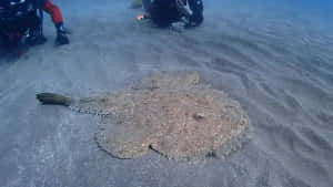 Goosefish Camouflagedon Ocean Floor Wallpaper