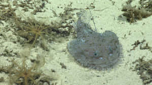 Goosefish Camouflagedon Seabed.jpg Wallpaper