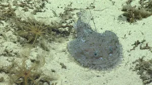 Goosefish Camouflagedon Seabed.jpg Wallpaper