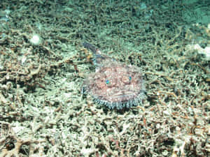 Goosefish Camouflagedon Seafloor Wallpaper