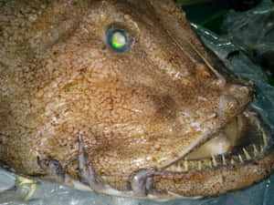 Goosefish Close Up Portrait Wallpaper