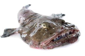 Goosefish Lophius Piscatorius Wallpaper