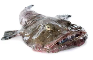 Goosefish Lophius Piscatorius Wallpaper