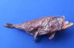 Goosefishon Blue Background Wallpaper