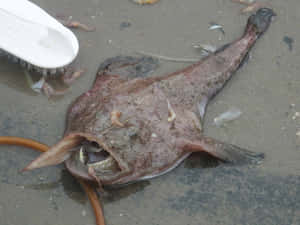 Goosefishon Sandy Shore.jpg Wallpaper