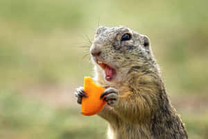 Gopher Eating Carrot Wallpaper