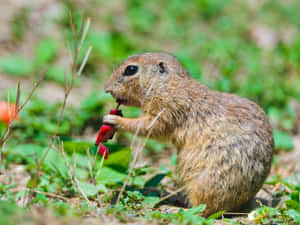 Gopher Eating Red Flower.jpg Wallpaper