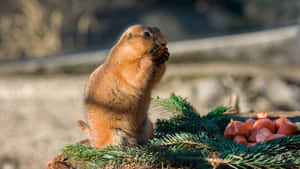 Gopher Feastingon Carrots Wallpaper