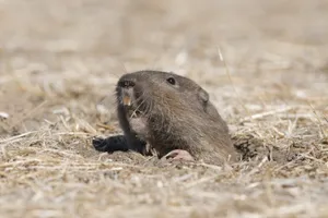 Gopher Peeking Out From Burrow.jpg Wallpaper