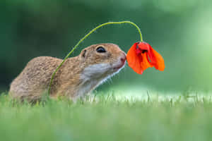 Gopher Smelling Flower.jpg Wallpaper