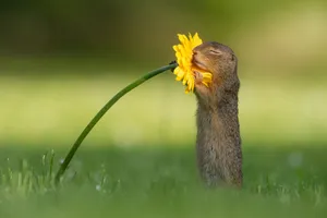 Gopher Smelling Yellow Flower Wallpaper