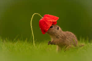 Gopher Sniffing Poppy Flower.jpg Wallpaper