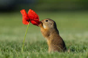 Gopher Sniffing Red Poppy Wallpaper