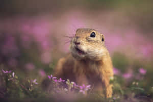 Gopherin Wildflower Meadow.jpg Wallpaper