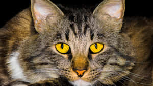 Gorgeous American Bobtail Cat Lounging In Nature Wallpaper