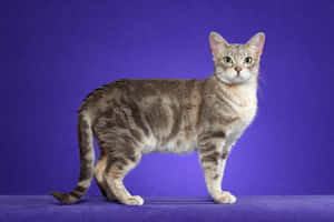 Gorgeous Australian Mist Cat Relaxing On A Cozy Sofa Wallpaper