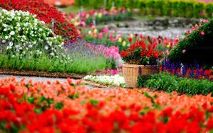 Gorgeous Blooming Garden Wallpaper
