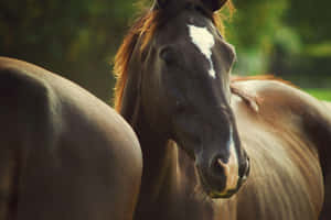 Gorgeous Brown Horse Galloping Freely In The Countryside Wallpaper