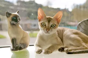 Gorgeous Cityscape Of Singapore At Twilight Wallpaper