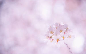 'gorgeous Sakura Cherry Blossom In A Beautiful Bokeh Background.' Wallpaper