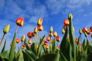 Gorgeous Tulip Field In Full Bloom Wallpaper