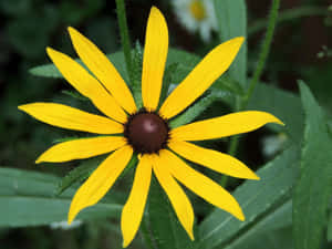 Gorgeous Yellow Coneflower Blooming Wallpaper