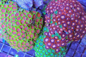 Gorgeous Zoanthid Polyps In Full Bloom Wallpaper