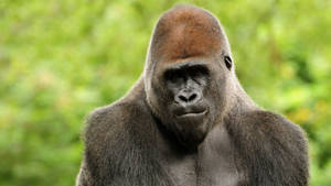 Gorilla Reddish Brown Coat Wallpaper