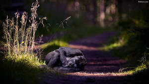 Gorilla Sleeping On Beaten Pathway Wallpaper