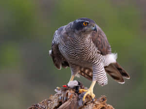 Goshawk Feastingon Prey Wallpaper