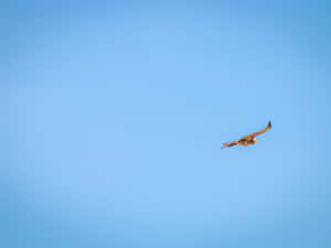 Goshawk Gliding Against Blue Sky.jpg Wallpaper