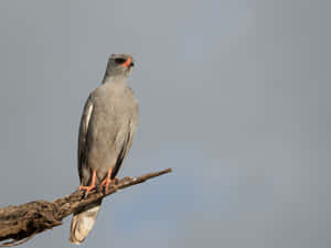 Goshawk Perched Against Sky Wallpaper