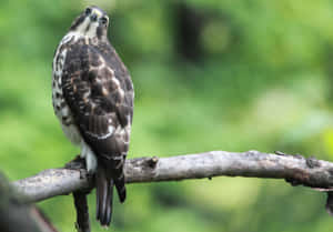 Goshawk Perchedin Greenery.jpg Wallpaper