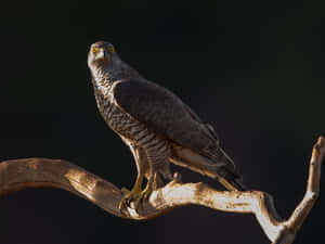 Goshawk Perchedon Branch Wallpaper