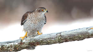 Goshawk Perchedon Snowy Branch.jpg Wallpaper