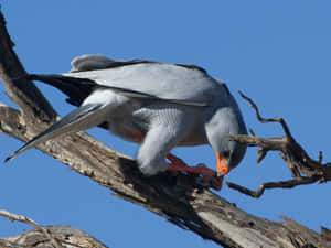 Goshawk Perchedon Tree Branch Wallpaper