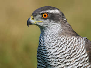 Goshawk Portrait Intense Gaze Wallpaper