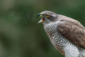 Goshawk Portraitin Nature Wallpaper