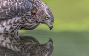 Goshawk Reflectionin Water.jpg Wallpaper