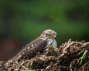 Goshawk Restingon Ground Wallpaper