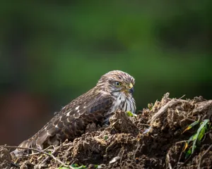 Goshawk Restingon Ground Wallpaper