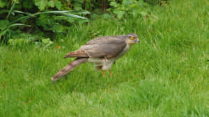 Goshawk Stalking Preyin Grass Wallpaper