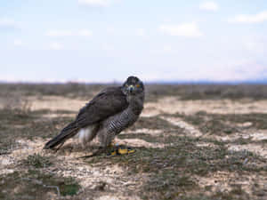 Goshawk Standing Ground Wallpaper