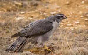 Goshawk Standing Guard Over Prey.jpg Wallpaper