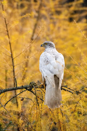 Goshawkin Autumn Foliage Wallpaper