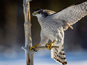 Goshawkin Flight Wallpaper