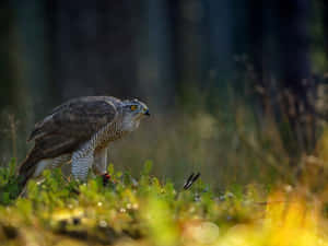 Goshawkin Natural Habitat Wallpaper